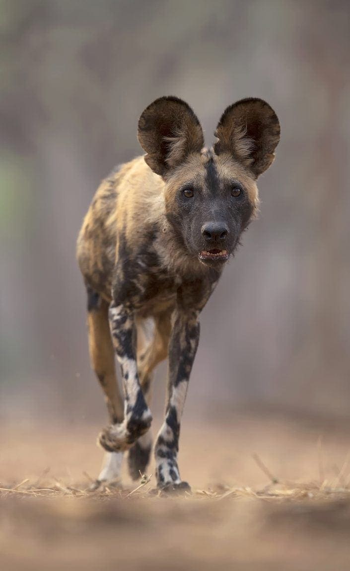 lower zambezi photo safari - wild dog photograph