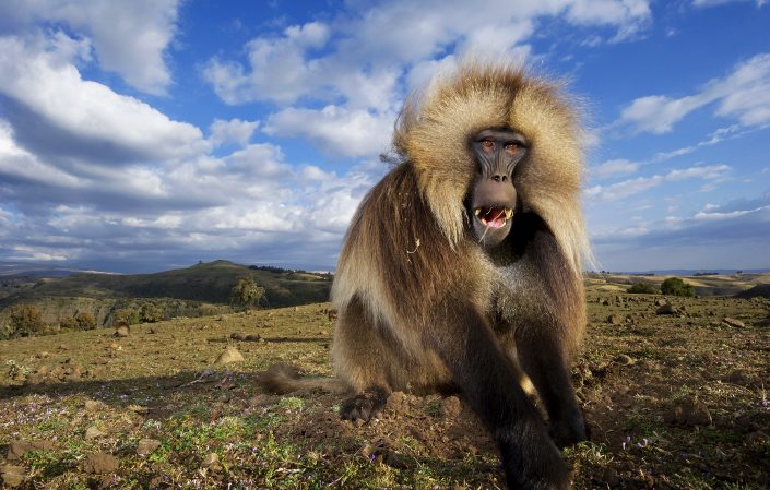 An example of an exploratory photo safari is to photograph Gelada baboons in Ethiopia.