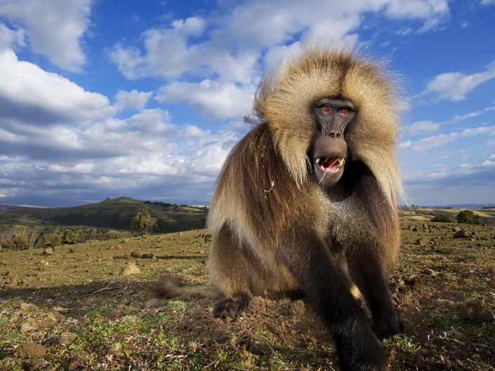 An example of an exploratory photo safari is to photograph Gelada baboons in Ethiopia.