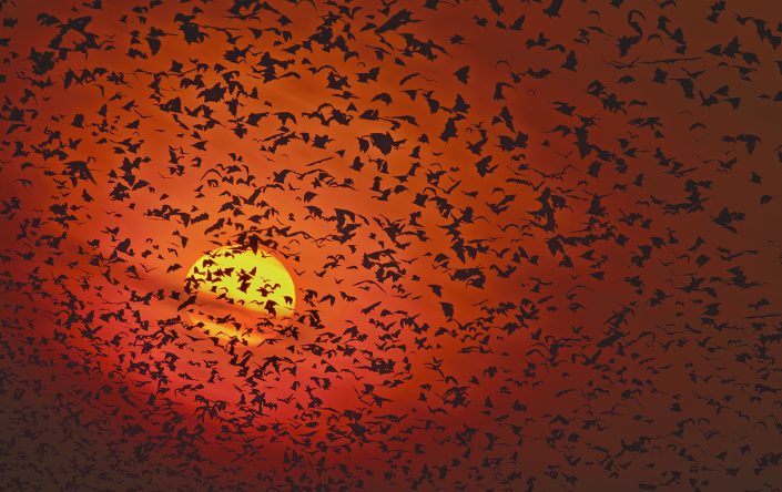 An example of an exploratory photo safari is to photograph bats in Zambia's Kasanka National Park.