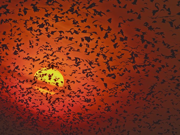 An example of an exploratory photo safari is to photograph bats in Zambia's Kasanka National Park.