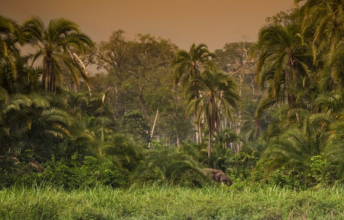 An example of an exploratory photo safari is to photograph Forest Elephants in the Congo.