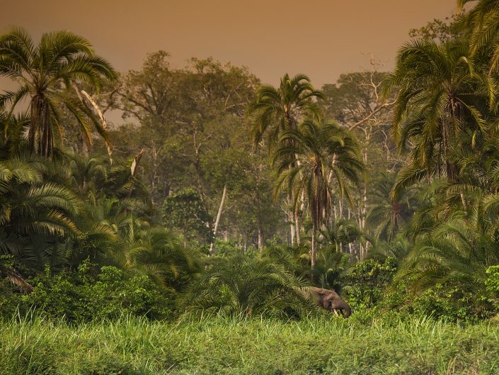 An example of an exploratory photo safari is to photograph Forest Elephants in the Congo.