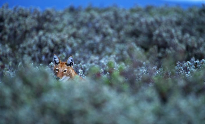 An example of an exploratory photo safari is to photograph wolves in Ethiopia.