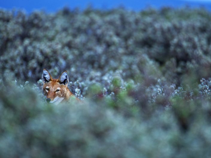 An example of an exploratory photo safari is to photograph wolves in Ethiopia.