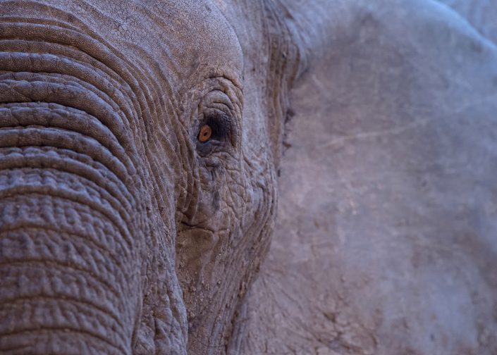 A Zimbabwe private photo safari includes a Hwange photo safari which is where this photo of an elephant's eye was taken.