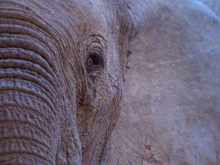 A Zimbabwe private photo safari includes a Hwange photo safari which is where this photo of an elephant's eye was taken.