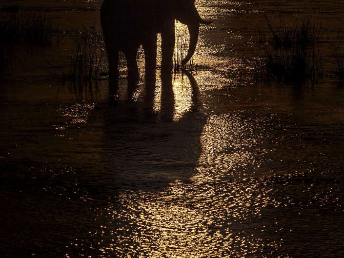 photo of an elephant silhouette