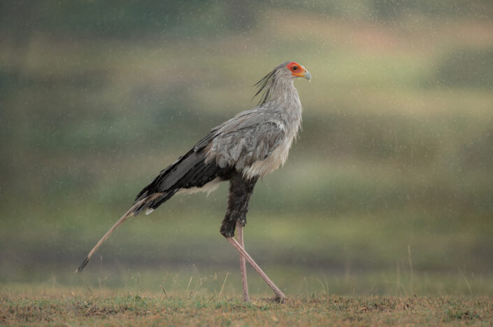 maasai mara bird photography