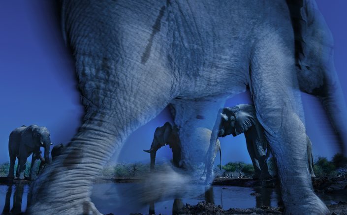 Africa photo safari - essence of elephants