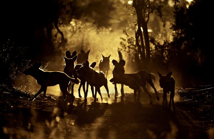 best africa photo safari - wild dog