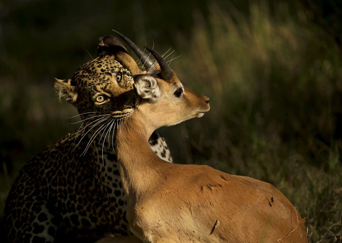 big cat photo safari - leopard kill