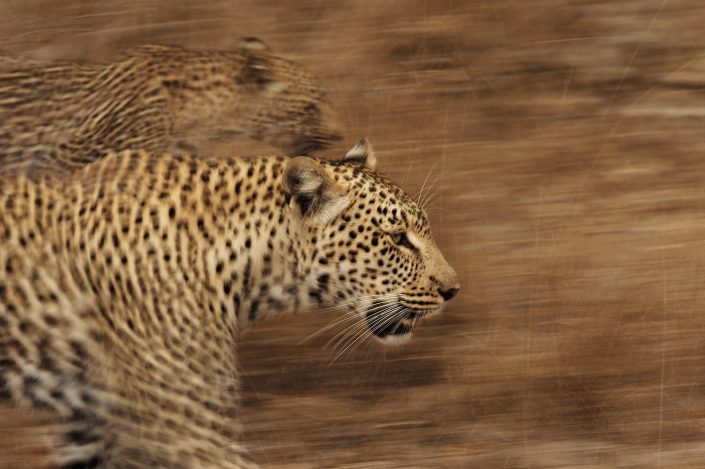 big cat photography workshop - leopard and cub