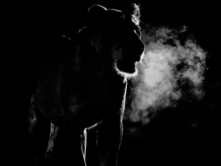 best african photo safari tours - lioness