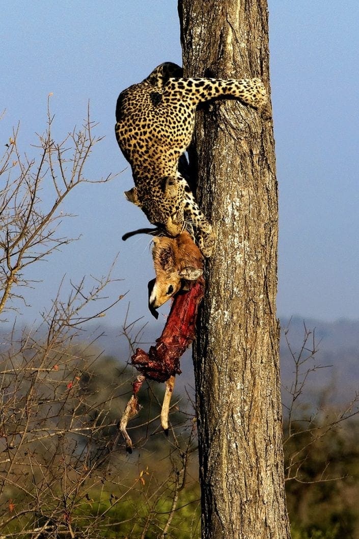 best african photography safari tours - leopard in tree