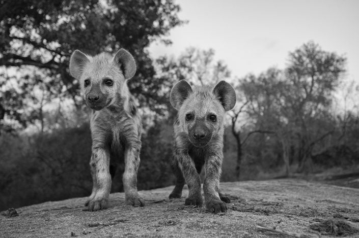 mala mala photo safari - hyena cubs