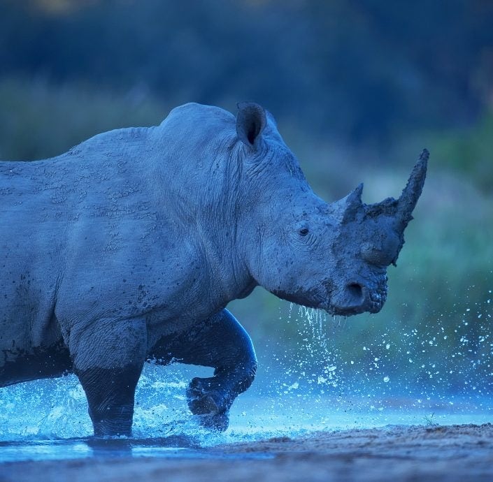 big 5 photo safari - rhinoceros