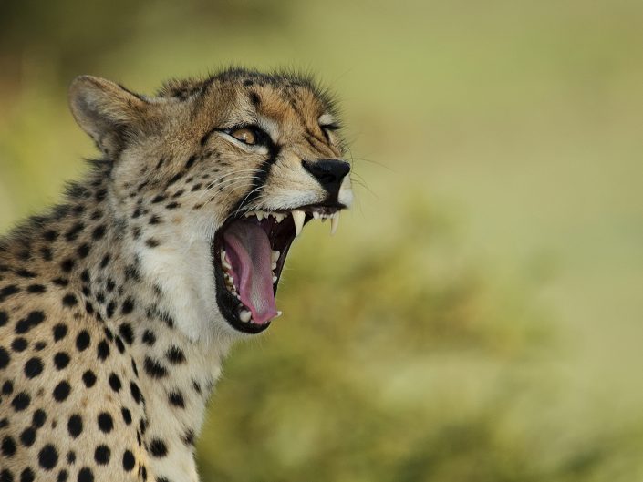 mashatu photo safari - cheetah