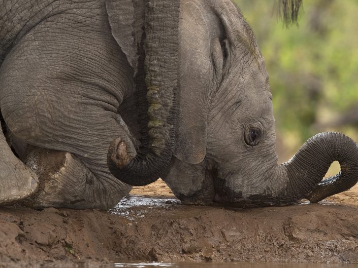 best africa photo safari - baby elephant drinking