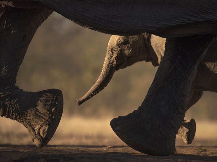 africa photo safari - baby elephant