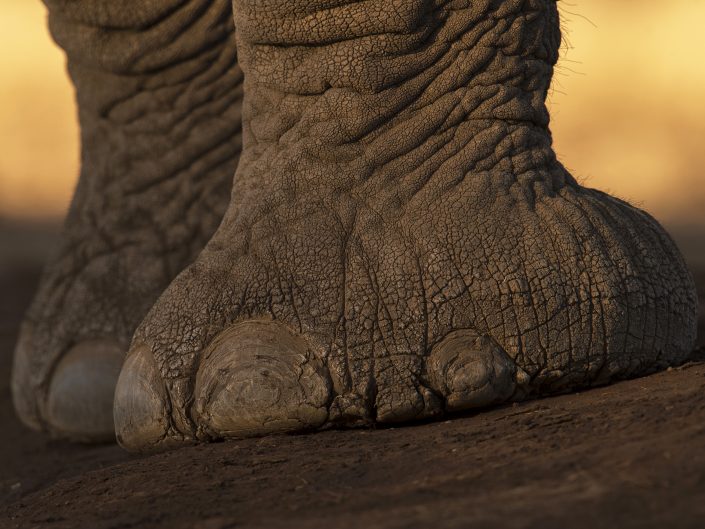 best african photo safari tours - elephant toenails