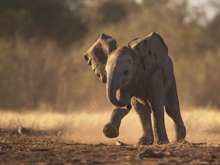 mashatu photo safari - elephant running