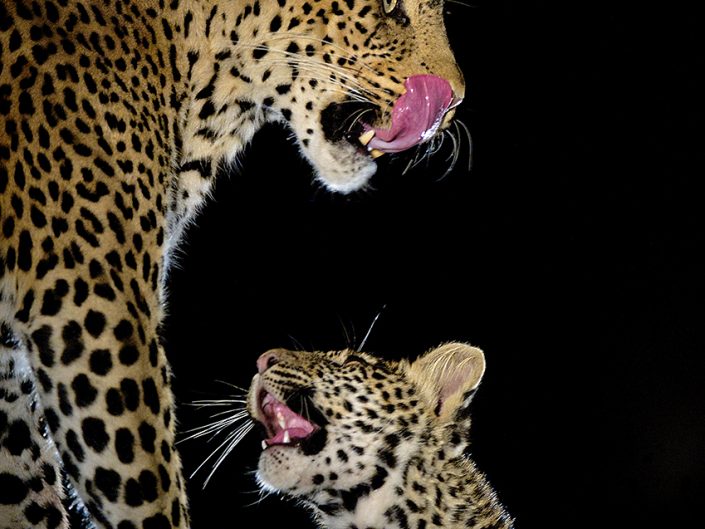 big cat photography workshop - leopards