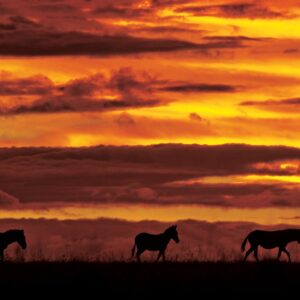african wildlife silhouettes - Zebra Sunset