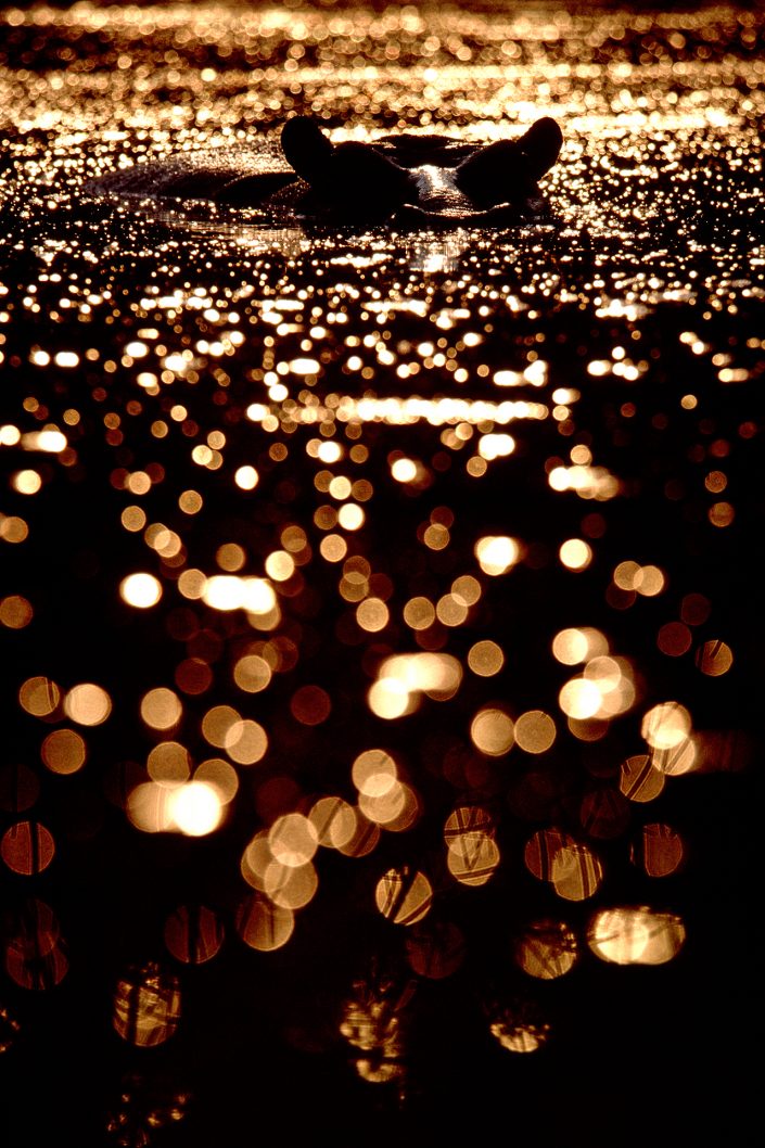 african wildlife silhouette photography - Hippo Bubbles