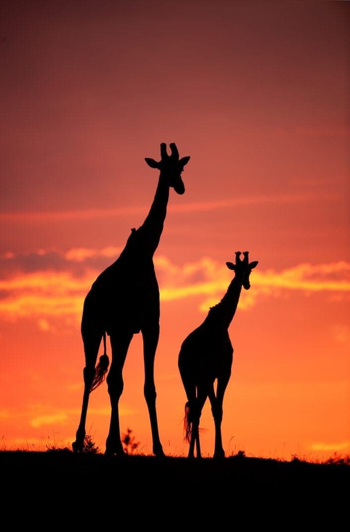 giraffe silhouette - Giraffe Sunset
