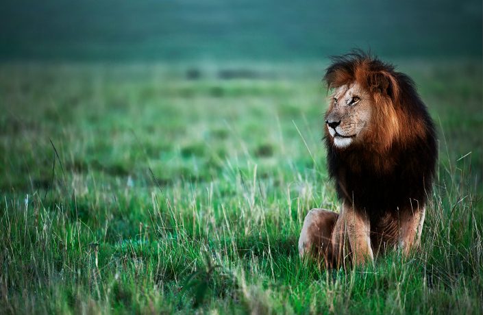 wildlife portrait - Notch