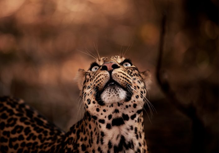 wildlife portrait - Gazing Up