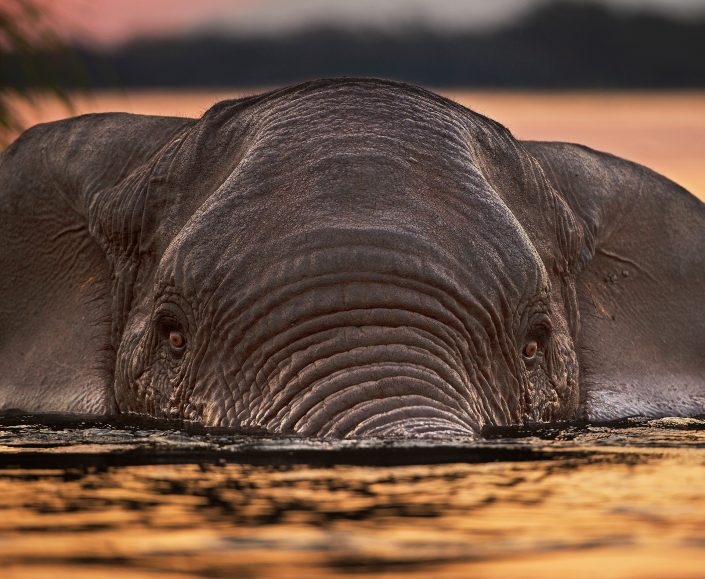 wildlife portrait prints - Swimming Elephant