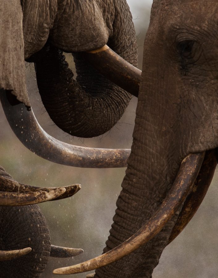 wildlife portrait prints - A Gathering of Giants