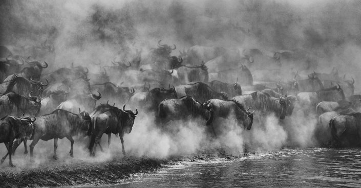 great migration photo safari