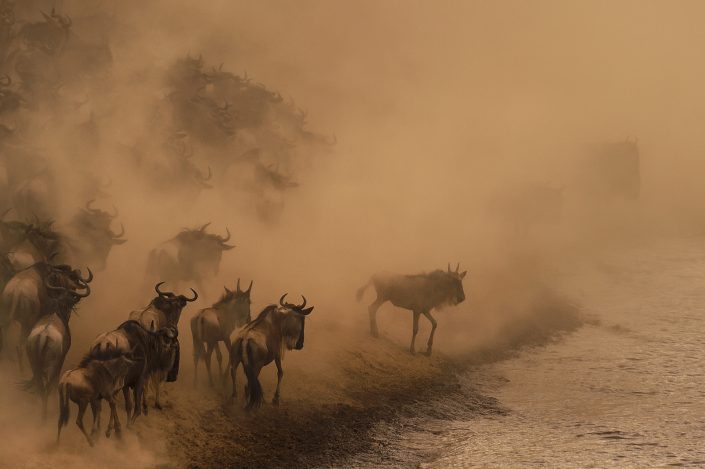 great migration photo tour