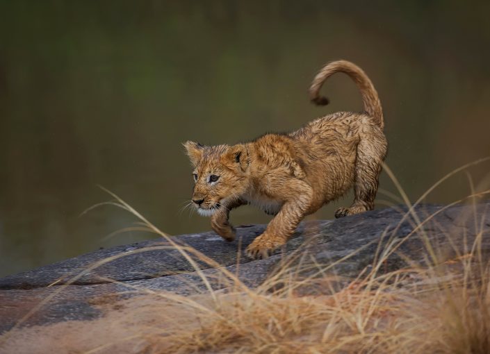 masai mara migration photo safari - lion cub playing