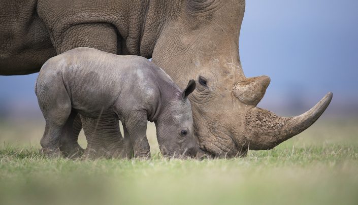 best kenya photo safari - a rhino mother and her calf graze side by side