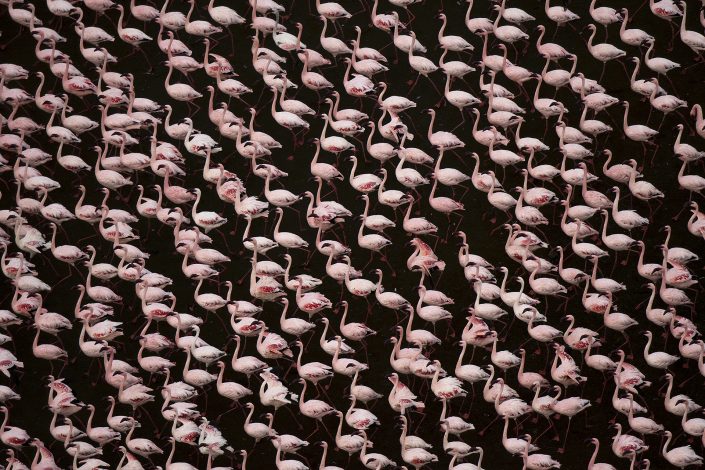 northern kenya photo safari - a flock of flamingoes