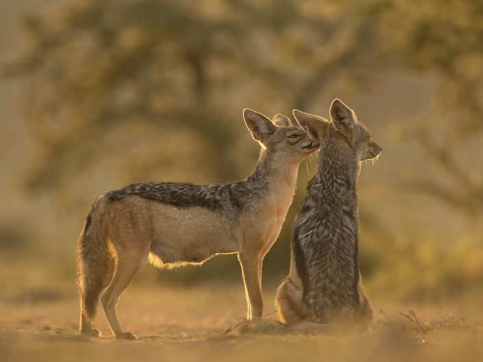 Kenya photographic safari - jackals