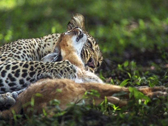 Africa wildlife photography tour - serval and leopard