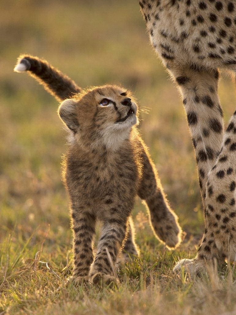 maasai mara photo safari - cheetah and mom