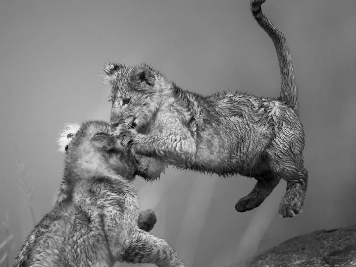 Kenya photo safari - lion cubs