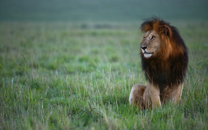 africa wildlife photography safari - lion