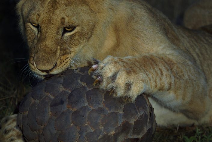Africa wildlife photography tour - lion with pangolin
