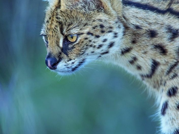 Africa wildlife photography safari - serval