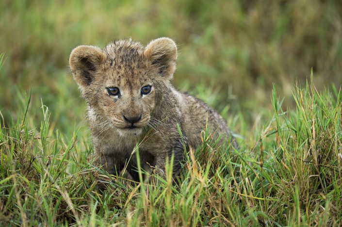 ngorongoro crater photographic safari, lion cub
