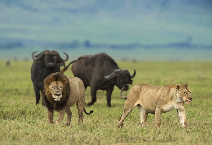 east africa photography tours, lion and buffalo