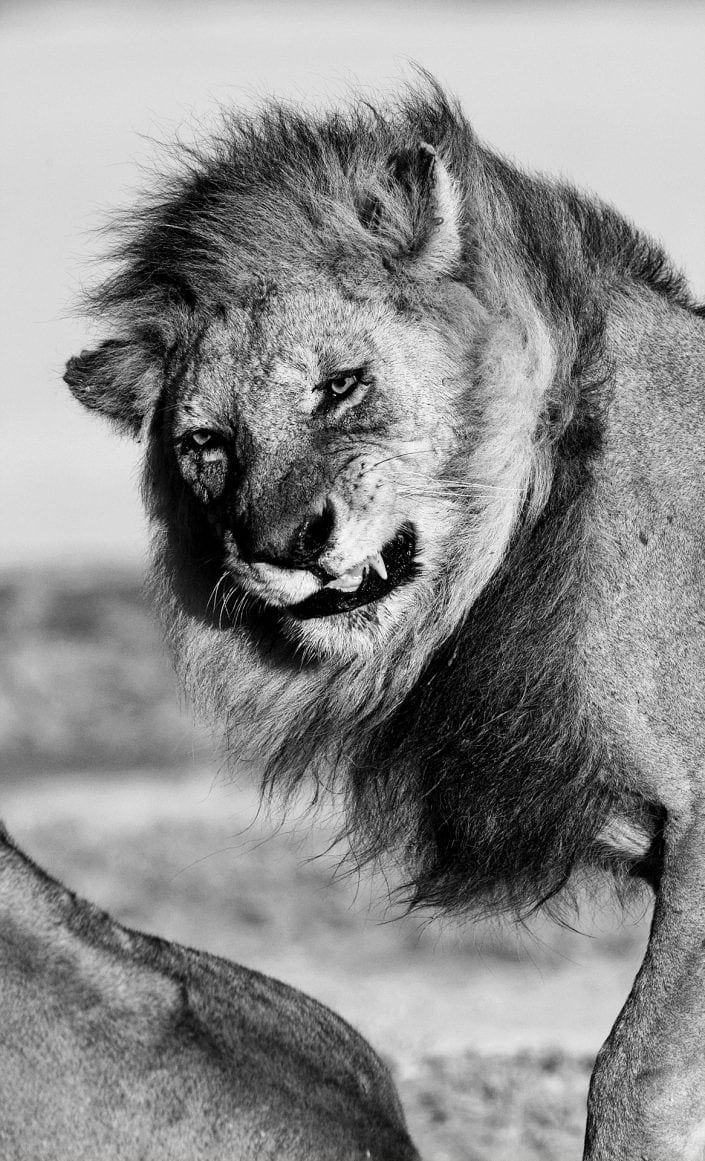 best serengeti photo safari, lions