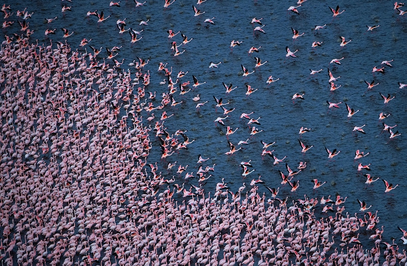 pink africa photo safari - flamingoes flying